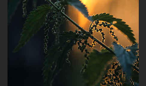 Große Brennessel (Urtica dioica)