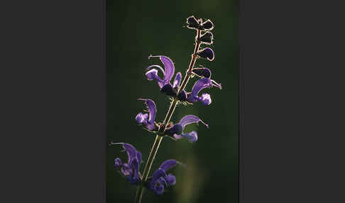 Wiesen-Salbei (Salvia pratensis)