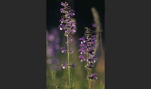 Wiesen-Salbei (Salvia pratensis)