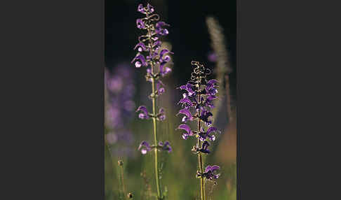 Wiesen-Salbei (Salvia pratensis)