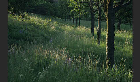 Wiesen-Salbei (Salvia pratensis)