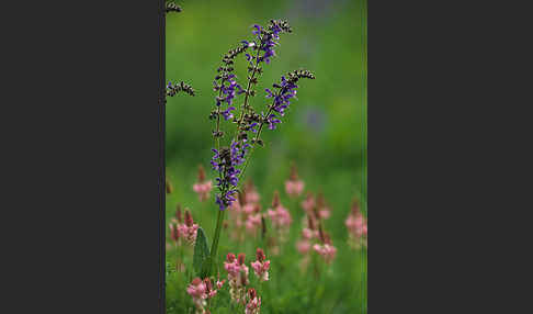 Saat-Esparsette (Onobrychis viciifolia)