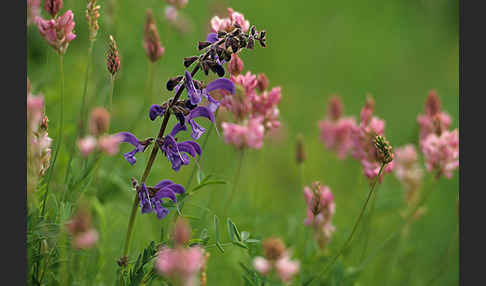 Saat-Esparsette (Onobrychis viciifolia)