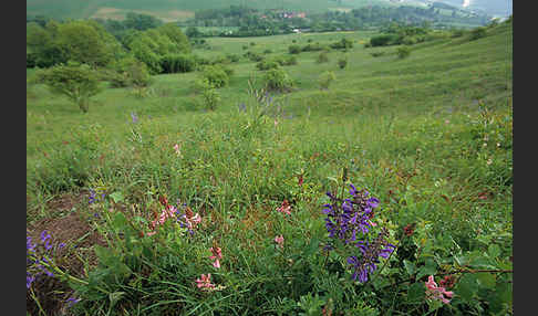 Wiesen-Salbei (Salvia pratensis)