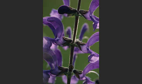 Wiesen-Salbei (Salvia pratensis)