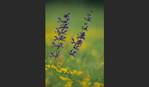 Wiesen-Salbei (Salvia pratensis)