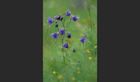 Gemeine Akelei (Aquilegia vulgaris)