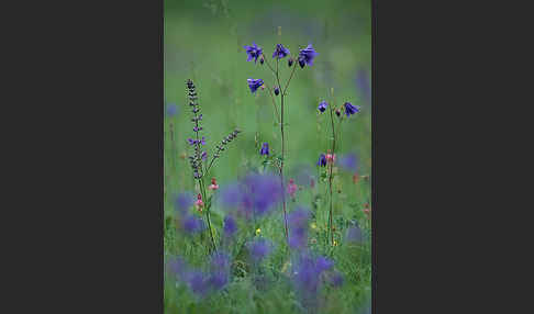 Gemeine Akelei (Aquilegia vulgaris)