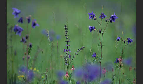 Gemeine Akelei (Aquilegia vulgaris)