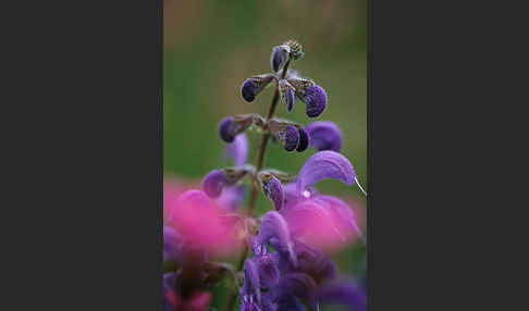 Wiesen-Salbei (Salvia pratensis)