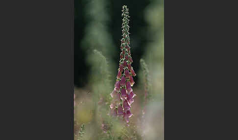 Roter Fingerhut (Digitalis purpurea)