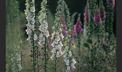 Roter Fingerhut (Digitalis purpurea)