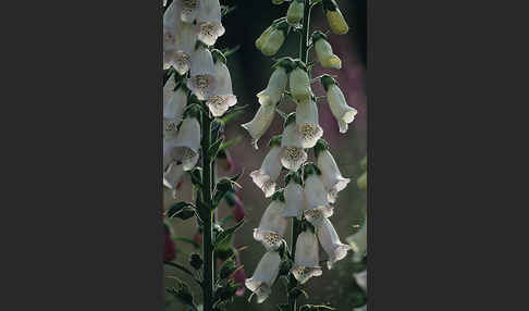 Roter Fingerhut (Digitalis purpurea)