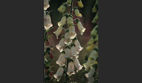 Roter Fingerhut (Digitalis purpurea)