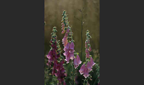 Roter Fingerhut (Digitalis purpurea)