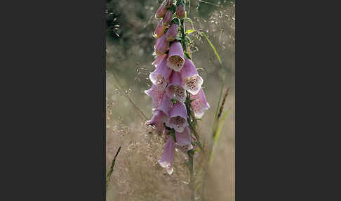 Roter Fingerhut (Digitalis purpurea)