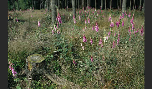 Roter Fingerhut (Digitalis purpurea)