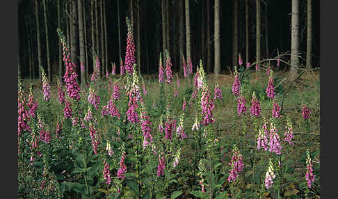 Roter Fingerhut (Digitalis purpurea)