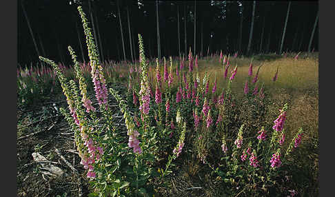 Roter Fingerhut (Digitalis purpurea)