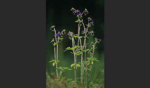 Schwarzviolette Akelei (Aquilegia atrata)