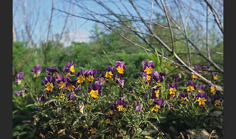 Wildes Stiefmütterchen (Viola tricolor agg.)