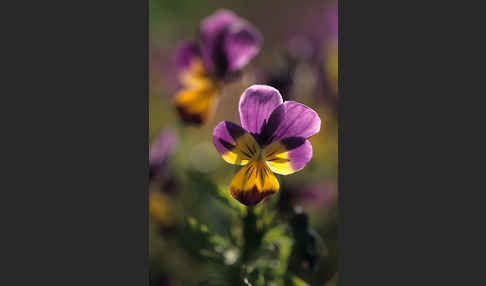 Wildes Stiefmütterchen (Viola tricolor agg.)