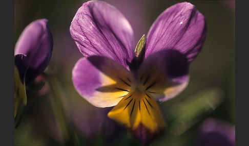 Wildes Stiefmütterchen (Viola tricolor agg.)