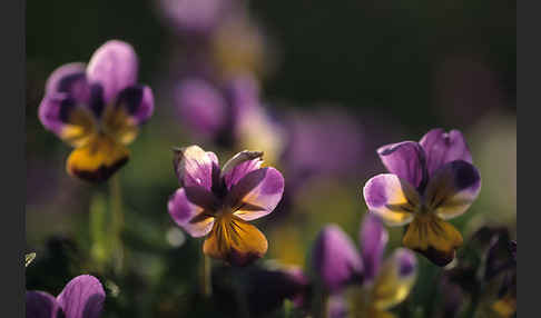 Wildes Stiefmütterchen (Viola tricolor agg.)