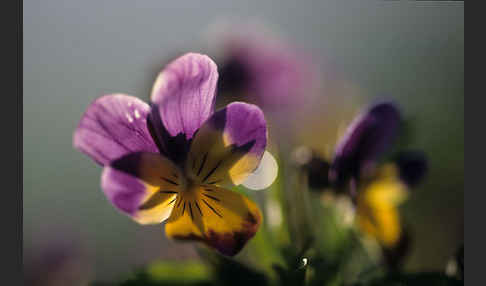 Wildes Stiefmütterchen (Viola tricolor agg.)