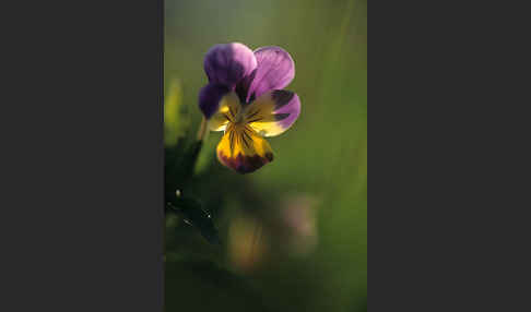 Wildes Stiefmütterchen (Viola tricolor agg.)