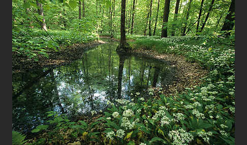 Bär-Lauch (Allium ursinum)