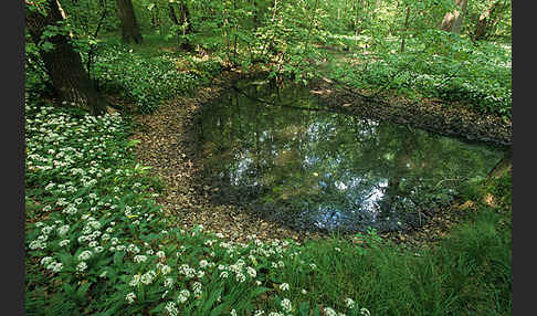 Bär-Lauch (Allium ursinum)