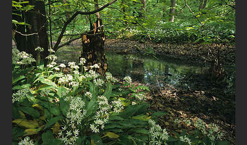 Bär-Lauch (Allium ursinum)