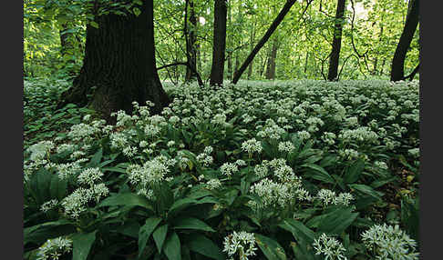 Bär-Lauch (Allium ursinum)