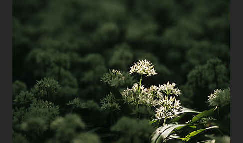 Bär-Lauch (Allium ursinum)