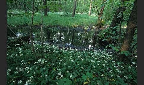 Bär-Lauch (Allium ursinum)