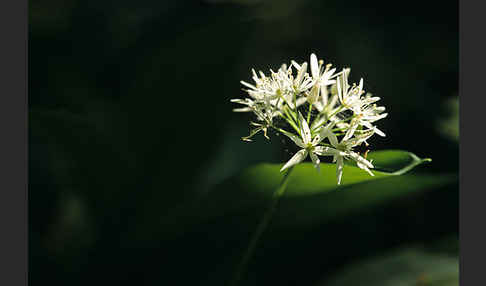 Bär-Lauch (Allium ursinum)