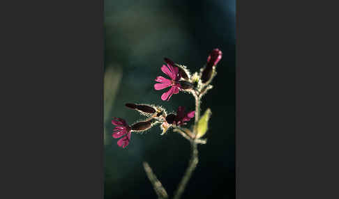 Rote Lichtnelke (Silene dioica)