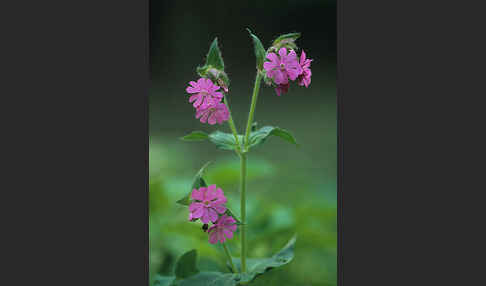 Rote Lichtnelke (Silene dioica)