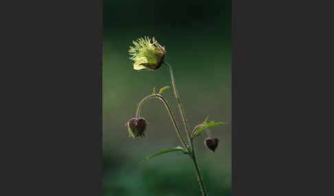 Bach-Nelkenwurz (Geum rivale)