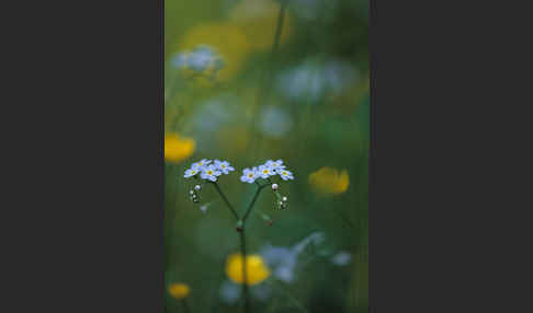 Wald-Vergißmeinnicht (Myosotis sylvatica sspec.frigida)