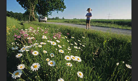 Margerite (Leucanthemum vulgare)