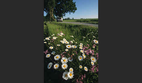 Margerite (Leucanthemum vulgare)