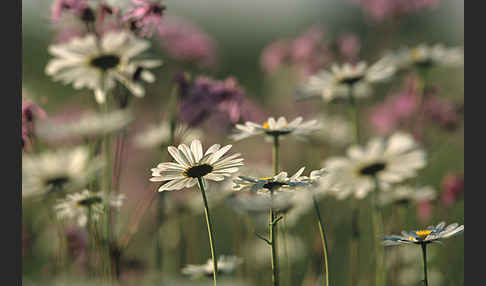 Margerite (Leucanthemum vulgare)