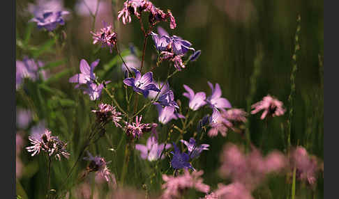 Wiesen-Glockenblume (Campanula patula)