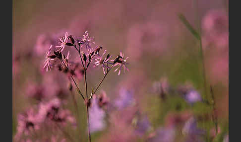 Kuckucks-Lichtnelke (Lychnis flos-cuculi)