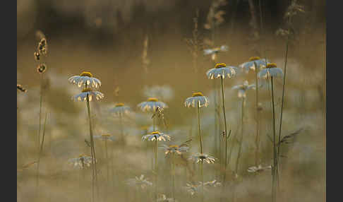 Margerite (Leucanthemum vulgare)