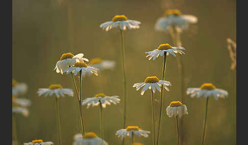 Margerite (Leucanthemum vulgare)