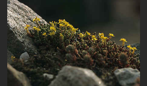 Mauerpfeffer (Sedum spec.)