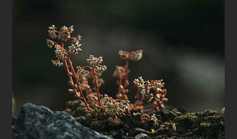 Mauerpfeffer (Sedum spec.)